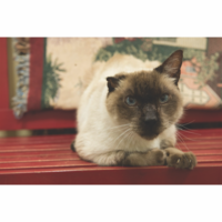 2020 is the year of the Siamese. Raider is yet another handsome Siamese Cat surrendered by his owner. He is 12 years old and still has a lot of love left to give. Raider weighs in at 14 pounds. He is neutered and ready to ride to his new home.