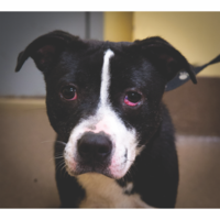 Shelley is a sweet, 2 year old Border Collie mix. She had a minor eye surgery to repair a cherry eye and now she is ready to go. She is spayed and up to date on all vaccines. Shelley is heartworm negative.